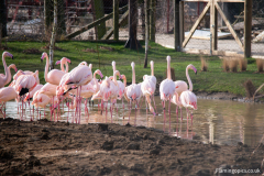 Flamingo-Construction-2
