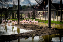 Flamingo-Construction-44