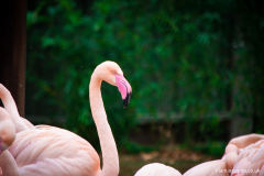 Flamingo-Construction-6